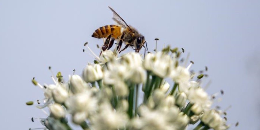 Στο Λέστερ της Αγγλίας 30 στάσεις λεωφορείων μεταμορφώθηκαν σε στάσεις μελισσών - ΦΩΤΟΓΡΑΦΙΑ